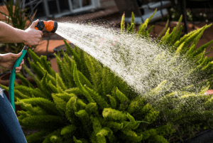 watering plants with hose