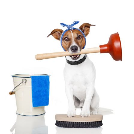 dog with plunger and bucket