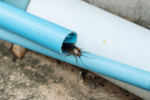 cockroach in pipe