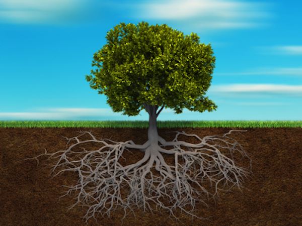 tree with underground roots