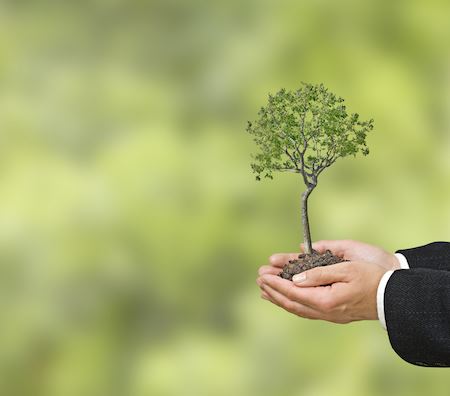 hands holding a tree
