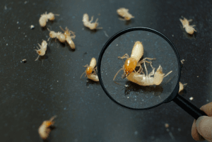 termites under magnifying glass